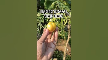 PANEN TOMAT TIAP HARI #viralvideo #berkebun #tanamanunggul #buah