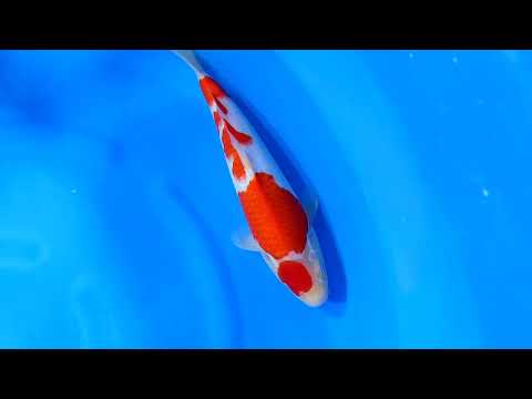 Dainichi Kohaku