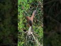 Why Birds Keep Their Heads So Steady? #wildlife #birds #animals #birdanatomy