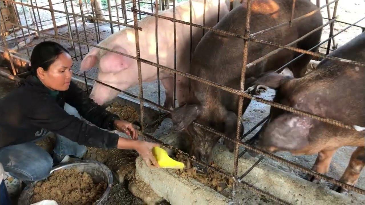 How to Mix pig feed for pigs I use with banana tree.Low cost, high profit (Episode 11) YouTube