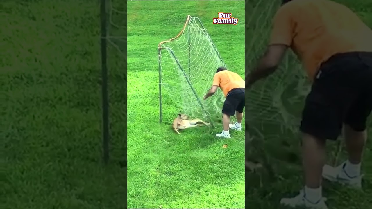 Baby Deer Saved After Getting Stuck In Soccer Net 
