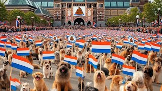 Honden kom in #Opstand. #Nederland #Stikstof #Controle #Macht #Roverheid 