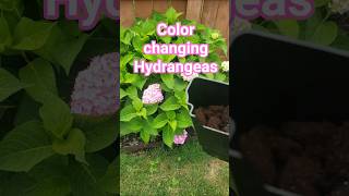 Color Changing Hydrangeas with 10 sec hack! #howto #hydrangea