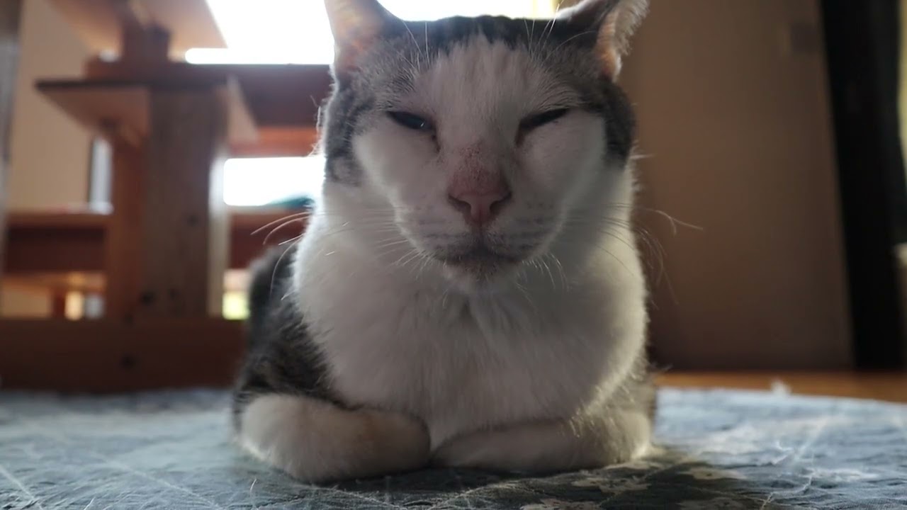 眠たいペッパーくん