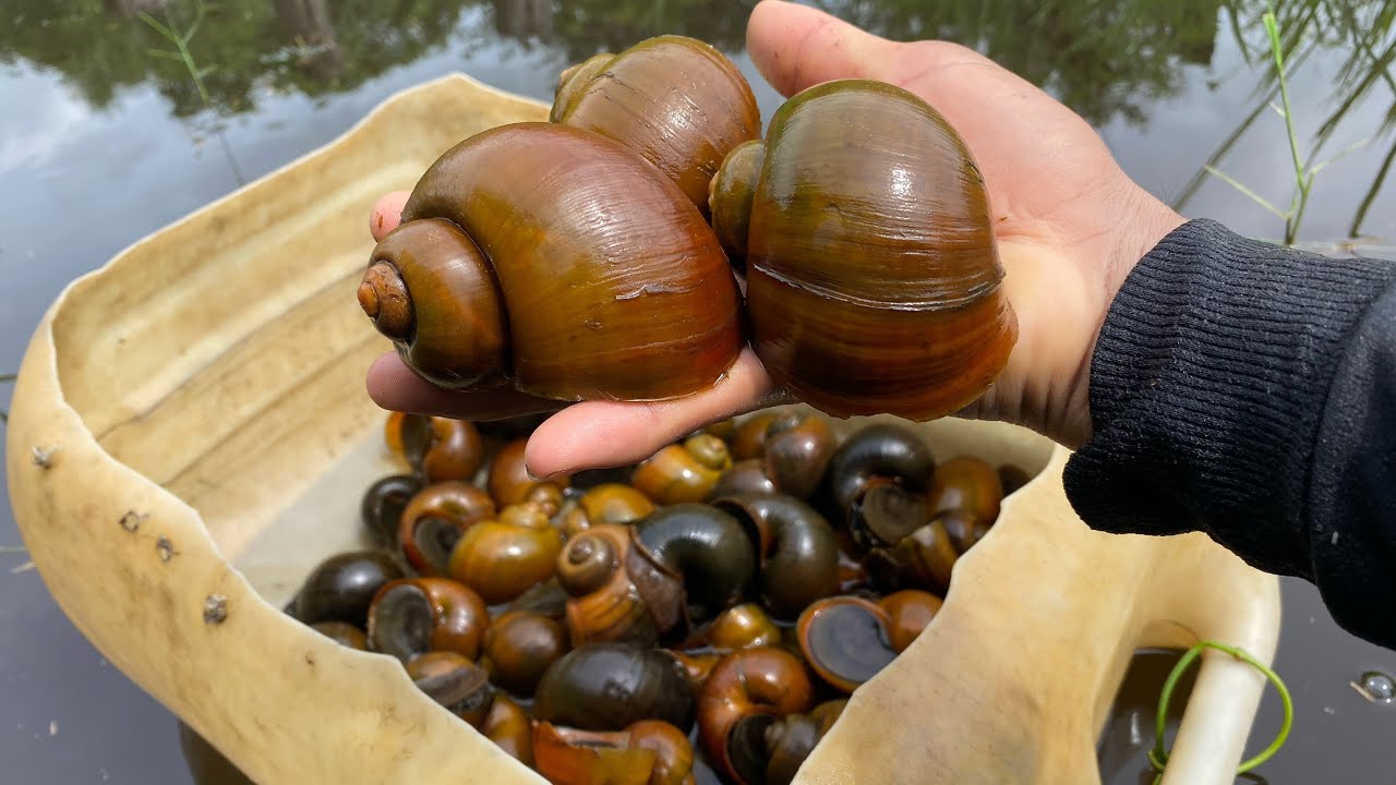 We found many snails in the lake. There were red snails and black snails.