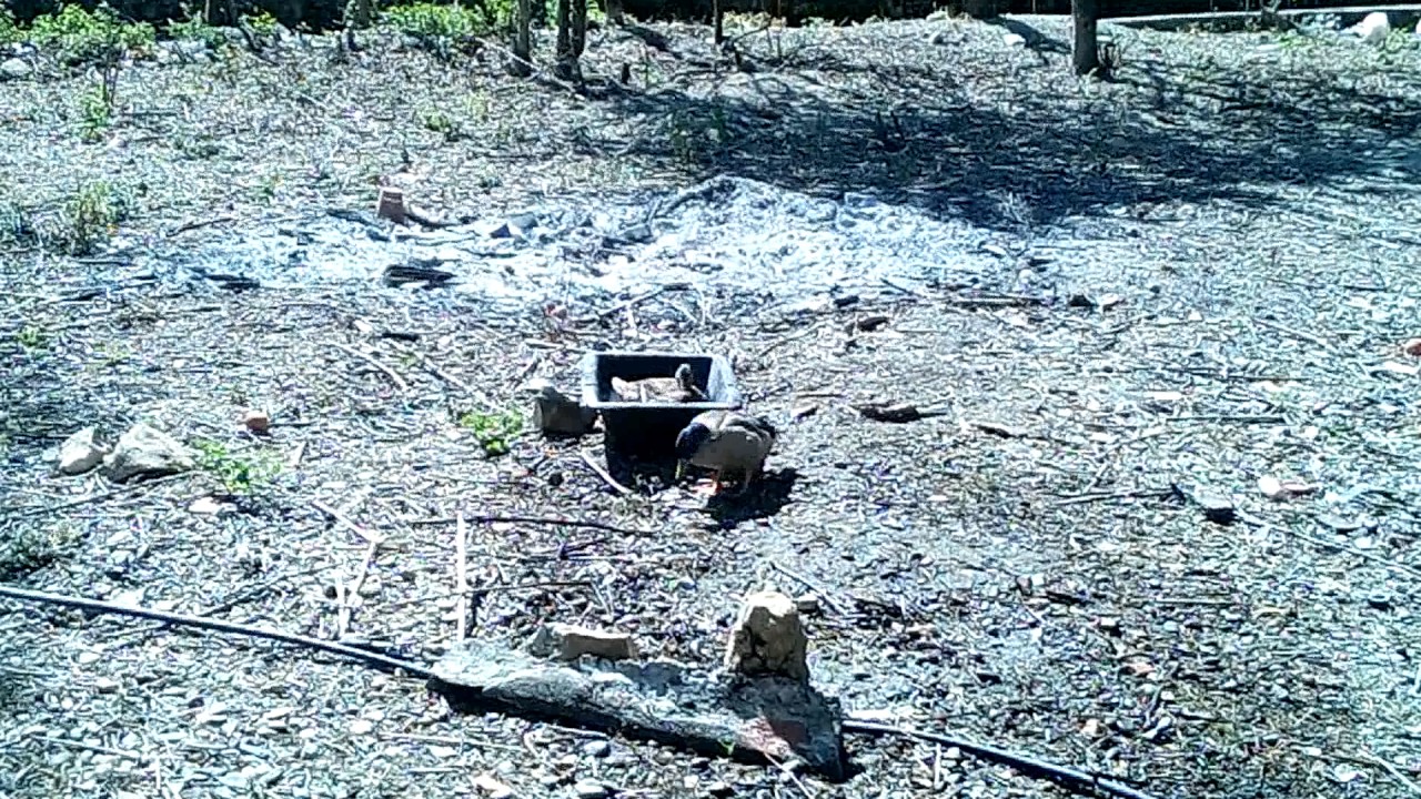 Couple de canard colver