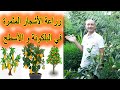 الطريقة الصحيحة لزراعة الاشجار المثمرة في البلكونة و على الاسطح, Growing Fruit trees in Balcony