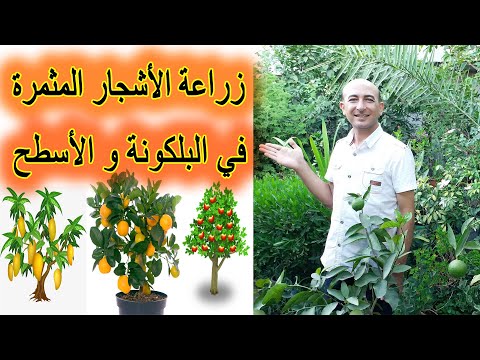 فيديو: العشب - المدلفن والبذر ، التحوطات ، زراعة الأشجار الكبيرة الحجم ، أسرة الزهور - عناصر حديقتك