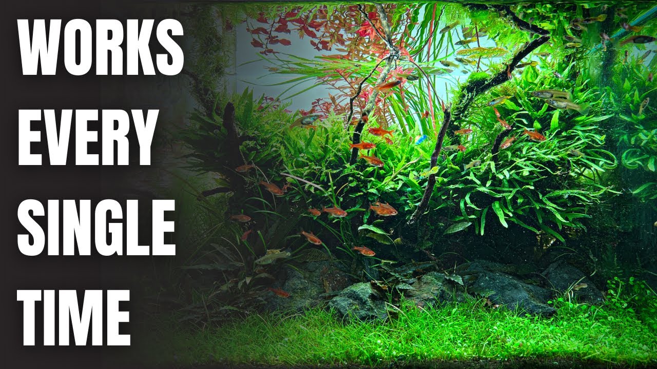 MY SIMPLE RECIPE FOR A BEAUTIFUL PLANTED TANK (Copy My Methods) 