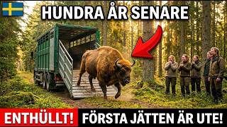 Europa tog precis tillbaka visenten efter hundra år – första jätten klev ut igår