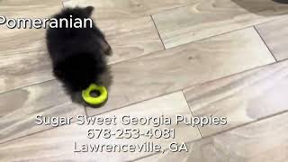 Pomeranian Puppies for Sale!