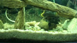 Reprodução De Green Terror