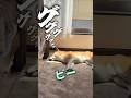次の散歩が心配な柴犬