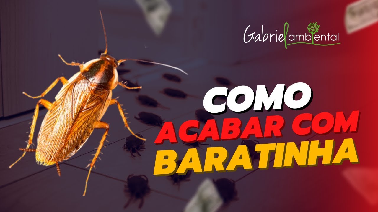 Como Acabar com Baratinha - Dedetização Profissional de Barata ...