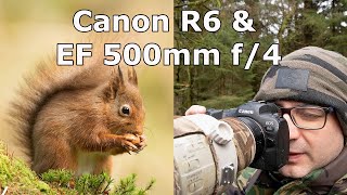 Wildlife Shoot with My First Mirrorless Camera The Canon R6 (With Canon EF 500mm f/4 Lens)