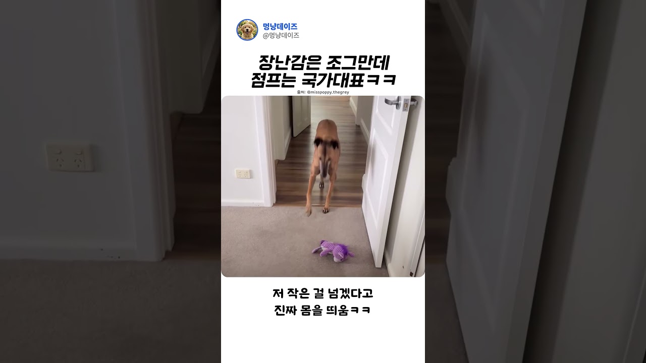 저걸 굳이 뛰어넘는 이유ㅋㅋ#Shorts #강아지 #댕댕이 #강아지점프 #반려견 #강아지유머