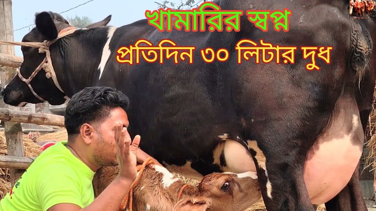 খামারির স্বপ্ন! ৩০ লিটার দুধের বাচ্চাসহ আকর্ষণীয় গাভী 🔥 মিনারুল ডেইরি ফার্মে সেরা কালেকশন