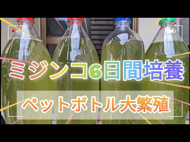 「ミジンコ大繁殖」ペットボトルでミジンコを大繁殖させます。 class=