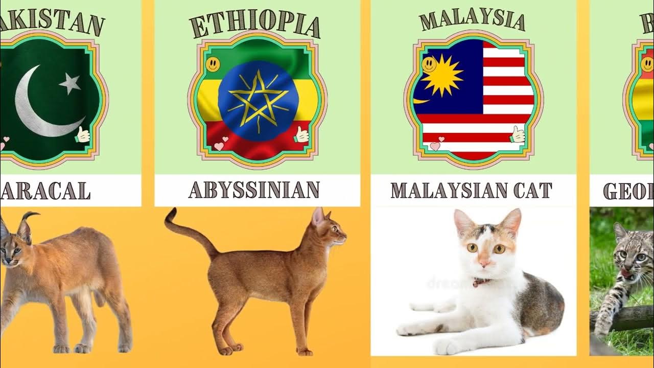 Sperma fotosurati bilan oziq-ovqat Transseksual jinsiy olatsiz ayolga aylandi.