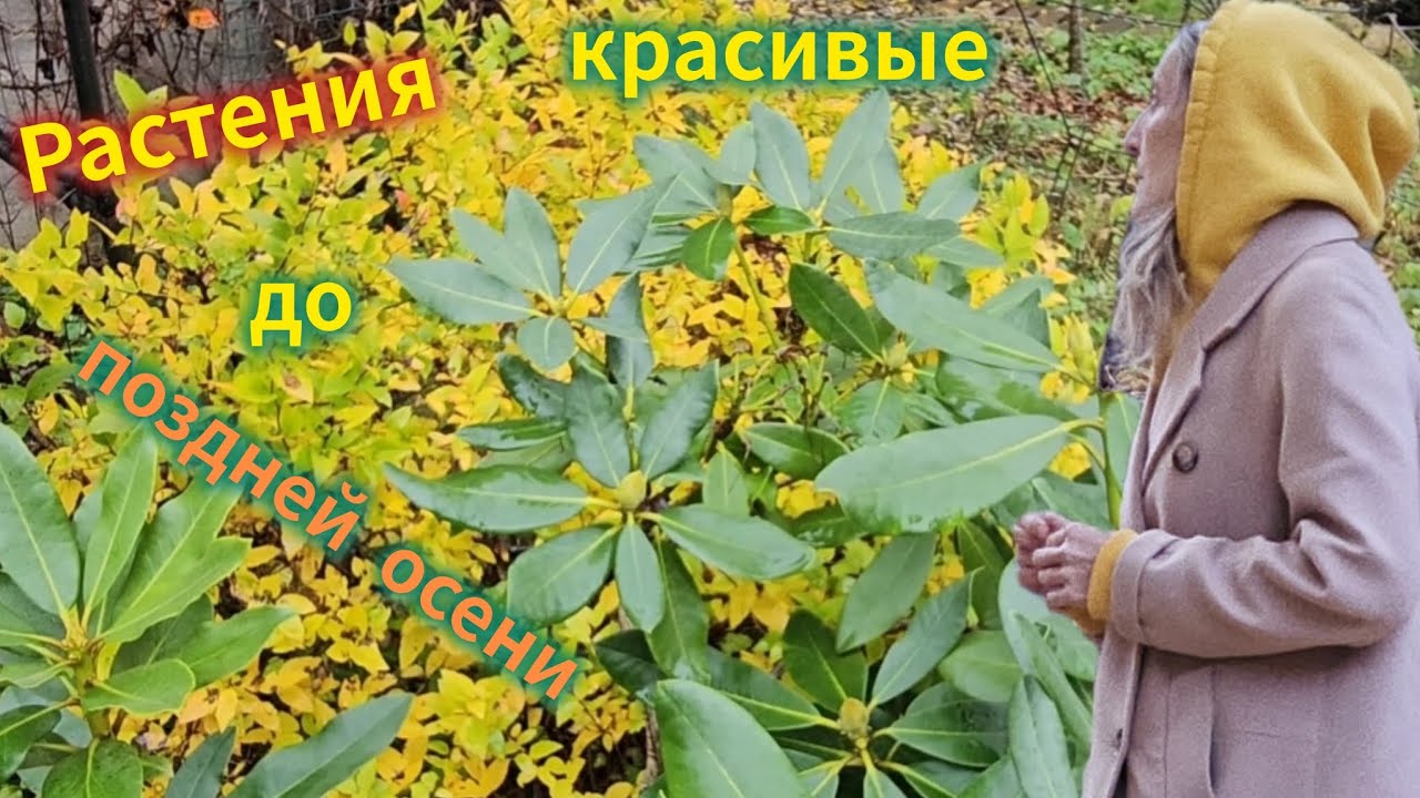 Ноябрь, но сад красив с этими растениями 🍂