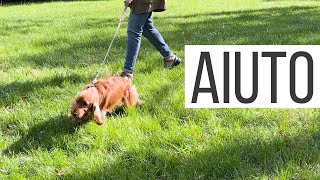 Cosa fare se il cane al guinzaglio abbaia agli altri cani?