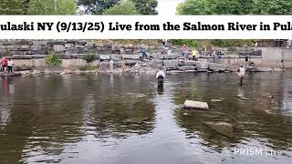 Salmon River NY Live Updates #fishing #salmon