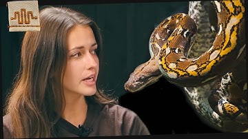 What is a Dwarf Retic... Morphology [Part 2]