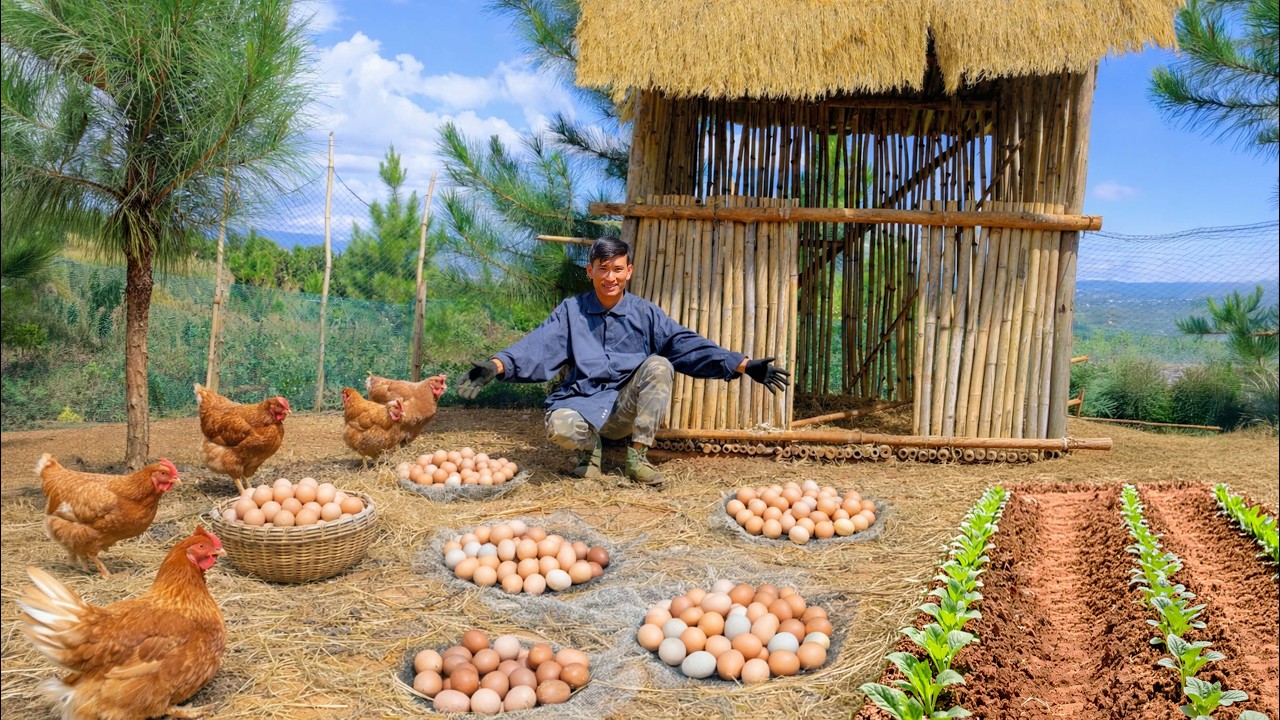 Harvest Chicken Eggs, Amaranth Greens, Cauliflower On My Farm To Cook And Plant Many New Vegetables