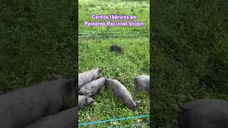 Cerdos Ibéricos en Pastoreo Racional Voisin