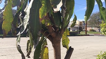 Multi-grafted Mango Tree!
