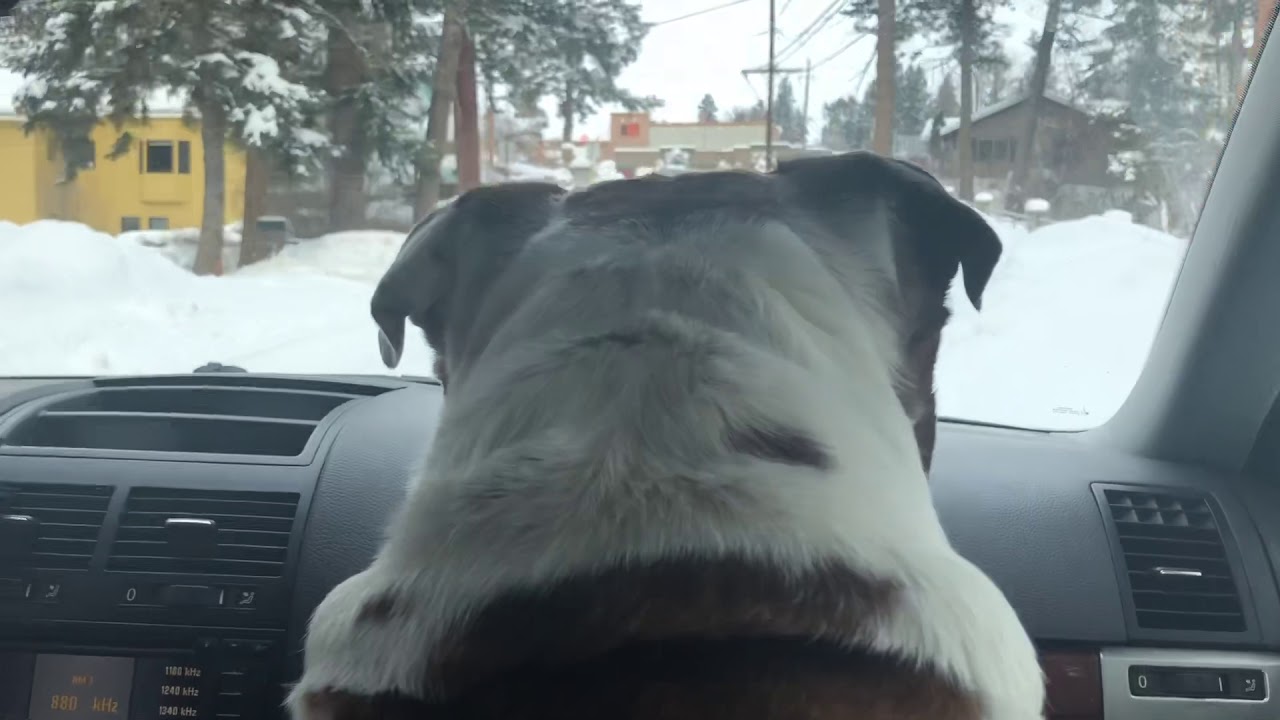 bulldog bluetooth speaker bim Jasper English Bulldog on a Winter Sunday Drives