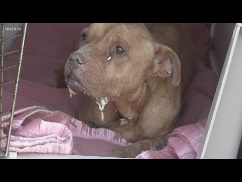 Video: Hukum Baru Membatasi Tethering Anjing Hingga 30 Menit Dalam Suhu Dingin