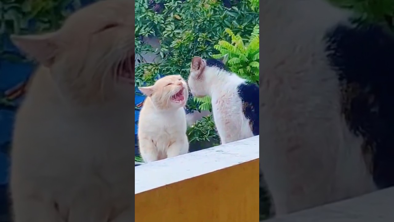 😼Epic Cat Fight Compilation – Funny and Fierce Moments 