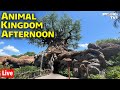 🔴Live: Animal Kingdom Afternoon - Walt Disney World Live Stream