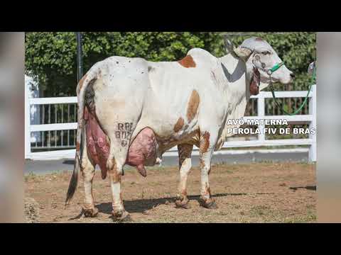 LOTE 59 EMOCIONADA FIV MOSAIC RANCHO 3 IRMÃOS 7711 CI