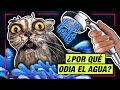 ¿POR QUÉ LOS GATOS ODIAN EL AGUA? 🙀 LA GATERÍA TV