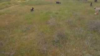 Emeritabull Family & Puppies 33