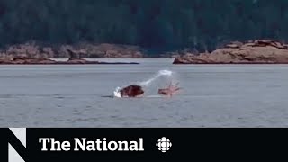#TheMoment a sea lion and an octopus had an epic brawl