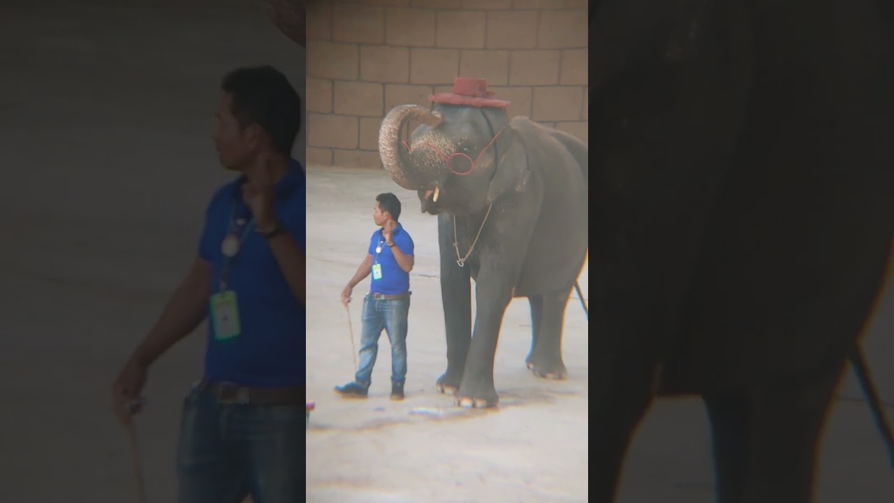elephant vs girl Play with balloon 