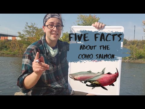 Video: Coho Salmon - Kandungan Kalori, Khasiat Bermanfaat, Nilai Gizi, Vitamin