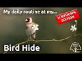 My daily routine at my bird hide - LOCKDOWN EDITION