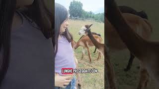 MARTY STORY - ALPACA RANCH SABINA ❤️
