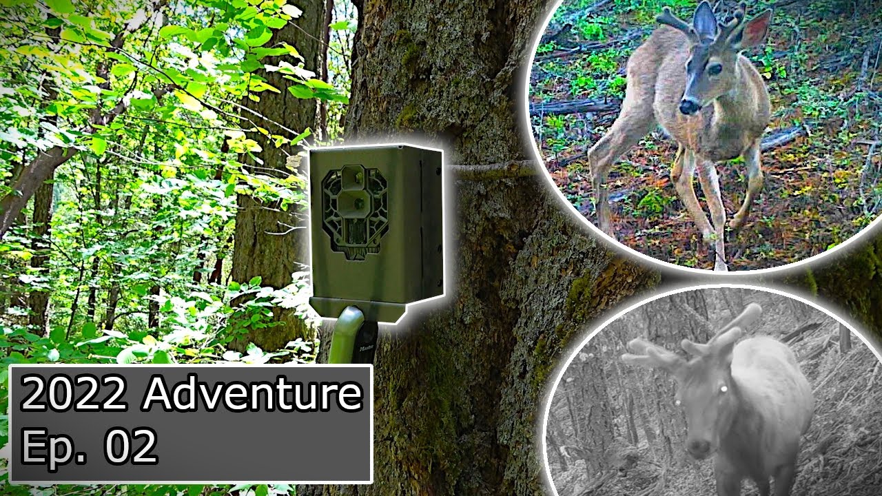 Setting and Checking Trail Cameras for 2022 Season | Blacktail Deer | Roosevelt Elk | Black Bear