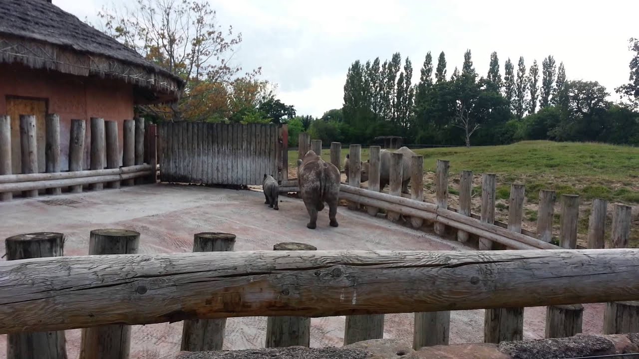 Black Rhino With Baby Rhino Chester Zoo UK YouTube black-rhino-with-baby-rhino-chester-zoo-uk-youtube