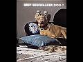 Best Skinwalker Dog 💀...