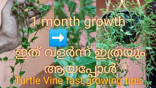 Turtle Vine care and propagation | വളരെ എളുപ്പത്തിൽ വളർത്തി എടുക്കാൻ | Simple Life Mallu | SLM