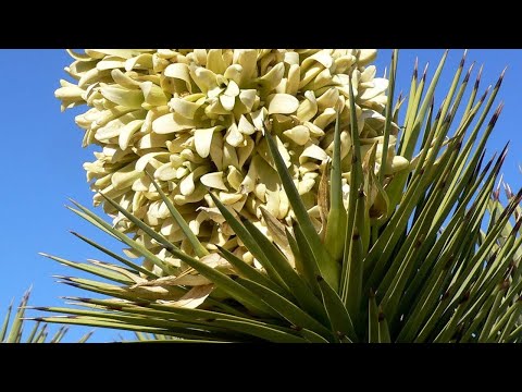 Video: Yucca Garden (43 Photos): Planting. How To Care For Filamentose? Reproduction And Transplantation Of Street Plants, Varieties And Diseases