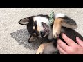 乳歯が抜け始めた豆柴子犬（抜けた歯と抜けあとの映像あります）