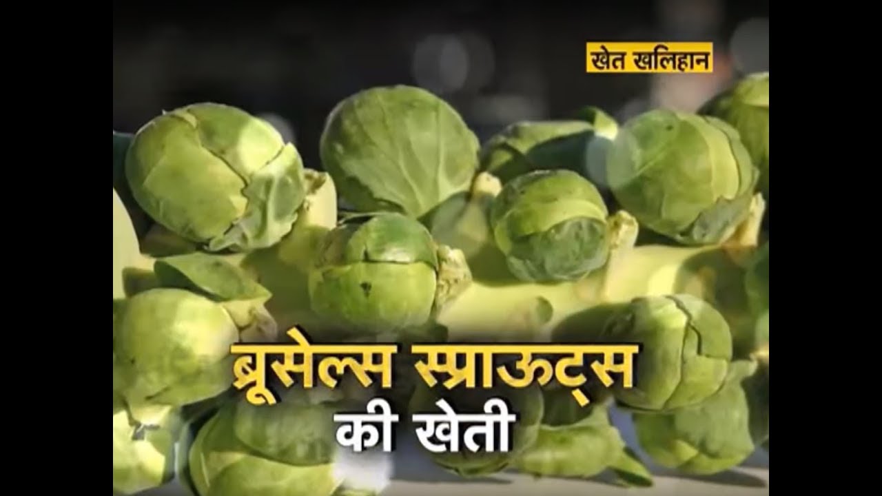 Brussels sprouts Farming YouTube