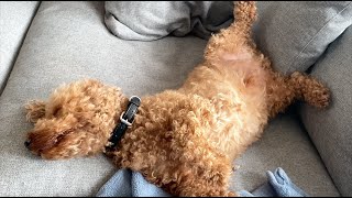 Miniature Poodle DOG SLEEPING FUNNY *cute*